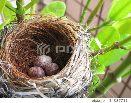 オキナグサ おきなぐさ 西洋翁草 34387751