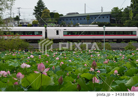 ハスの花 34388806