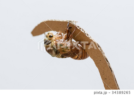 クマゼミの羽化 2/9 34389265