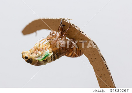 クマゼミの羽化 4/9 34389267