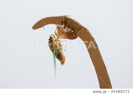 クマゼミの羽化 8/9 34389272