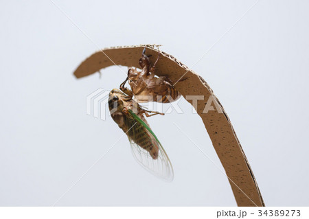 クマゼミの羽化 9/9 34389273