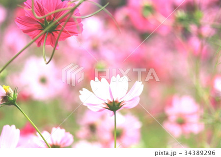 赤いコスモス畑 34389296