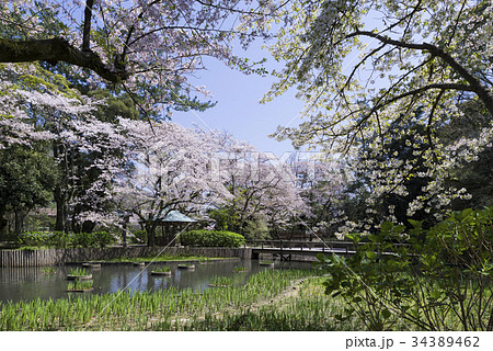 出雲大社浄の池と満開の桜の写真素材