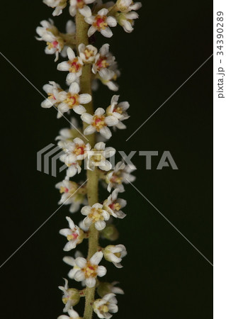 自然　植物　ヌルデ、雌花です。夏の終わりに満開を迎えます 34390289