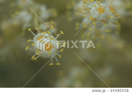 自然 植物 ヌルデ、雄花です。雄しべが花から大きく飛び出しています 自然 植物 ヌルデ、雄花です。雄しべが花から大きく飛び出しています 34390358