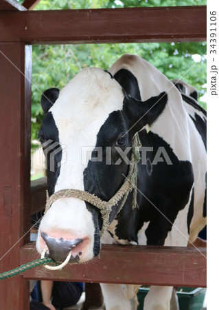 つながれている牛 つながれている牛 34391106