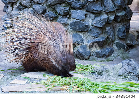 ヤマアラシ 34391404