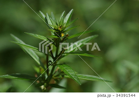 自然　植物　チョウジタデ、別名『タゴボウ』。秋に紅葉するまで存在に気づかない？ 34391544