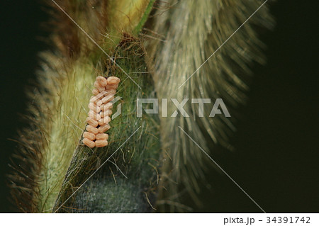 自然 観察 マルカメムシ 卵です 几帳面に二列二十個の卵が並んでいますの写真素材