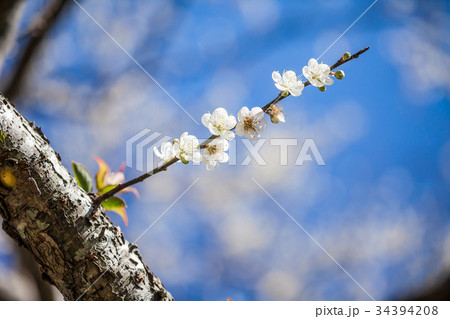 うめ 春告草 ソシンロウバイ 34394208