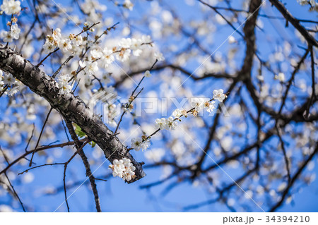 うめ 春告草 ソシンロウバイ 34394210