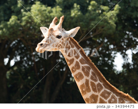 アミメキリン 34394475