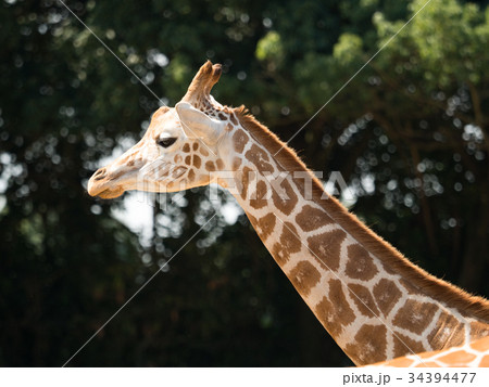 アミメキリン 34394477