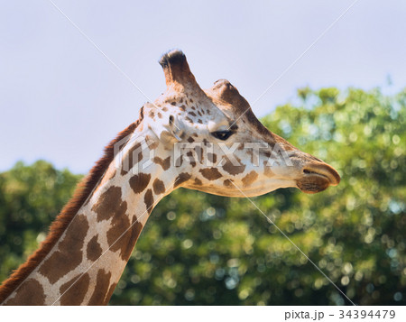 アミメキリン 34394479