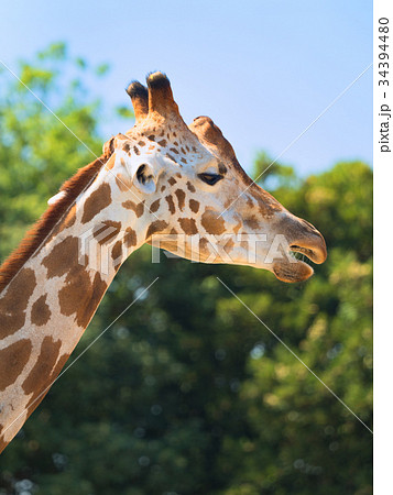 アミメキリン 34394480