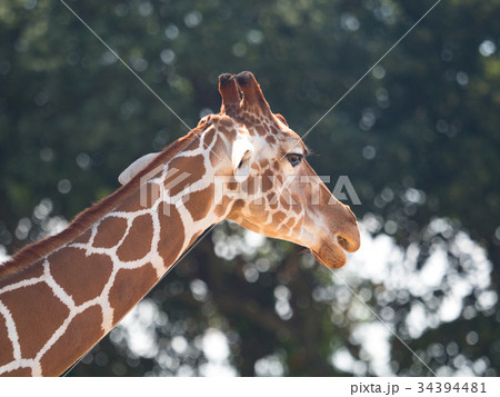 アミメキリン 34394481