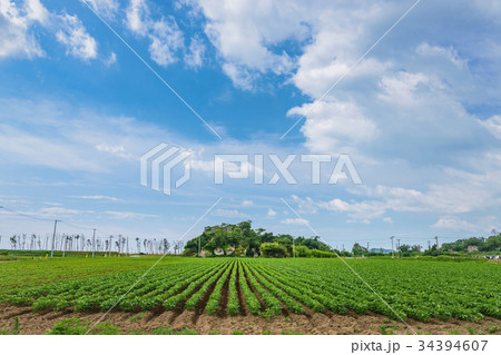 枝豆畑の風景 34394607