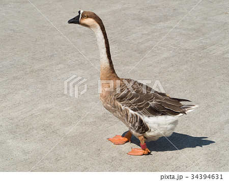 ガチョウ 34394631