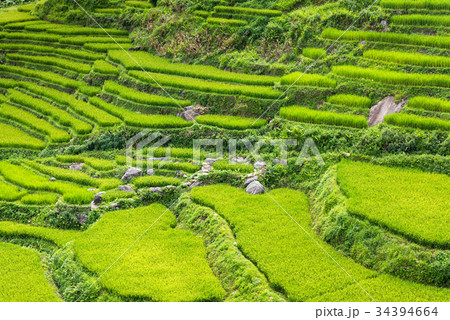 Beautiful scene of rice fields and terrace Beautiful scene of rice fields and terrace 34394664
