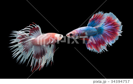 betta splendens isolated on black background 34394757