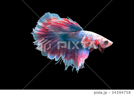 betta splendens isolated on black background,  34394758