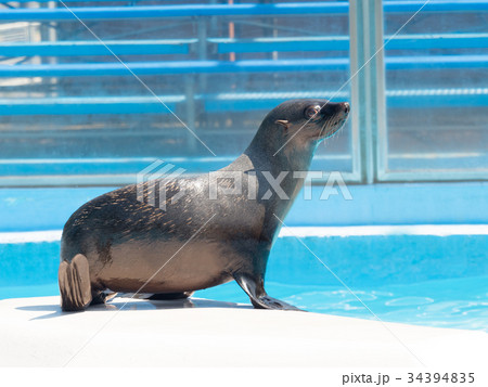 オットセイ オットセイ 34394835