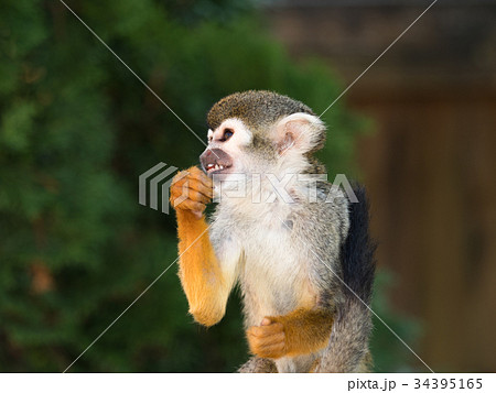 コモンリスザル コモンリスザル 34395165