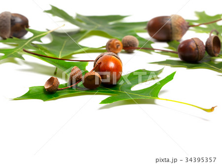 Acorns and green leafs of oak 34395357