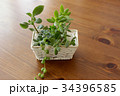 多肉植物のカゴ寄せ植え 34396585