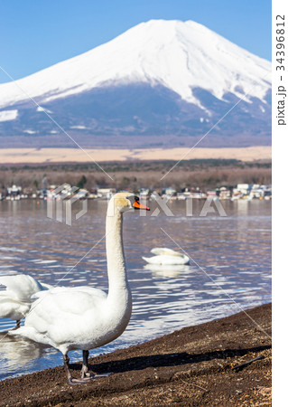 Mountain Fuji from lake yamanakako clear sky day 34396812