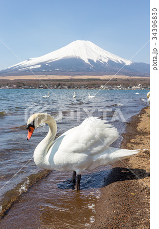 Mountain Fuji from lake yamanakako clear sky day 34396830