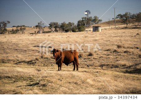 Cute cows in the countryside during the day. 34397434