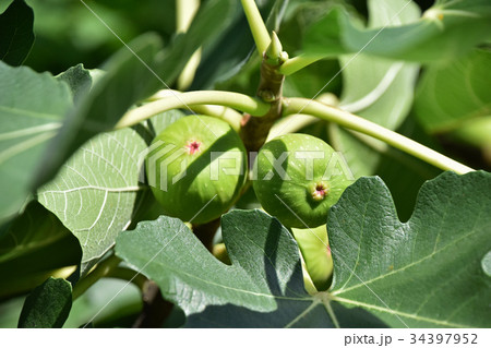 イチジク（無花果） 34397952