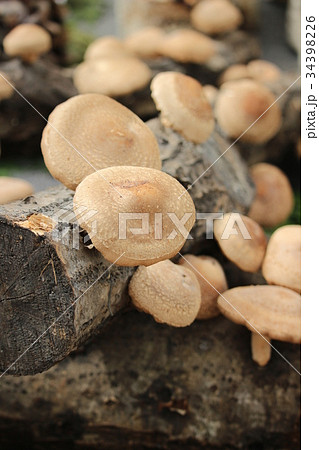 原木栽培の椎茸 原木栽培の椎茸 34398226