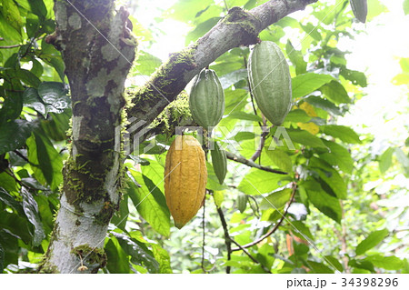 Cacao in Belize ／ カカオ in ベリーズ 34398296