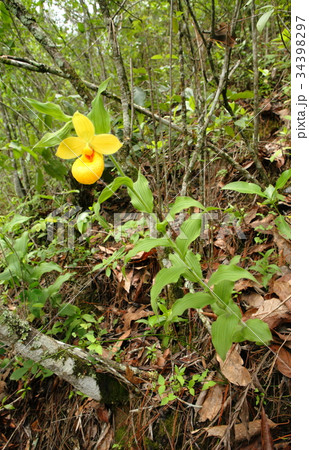 Rare orchid, cypripedium, irapeanum, 希少な蘭 シプリペジウム Rare orchid, cypripedium, irapeanum, 希少な蘭 シプリペジウム 34398297