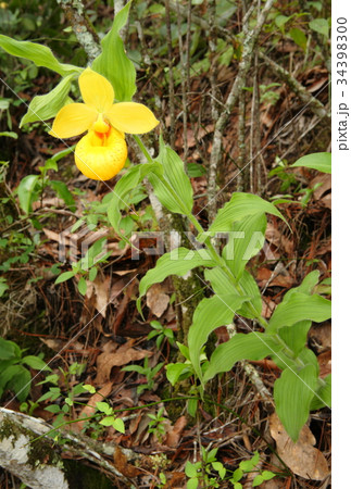Rare orchid, cypripedium, irapeanum, 希少な蘭　シプリペジウム 34398300