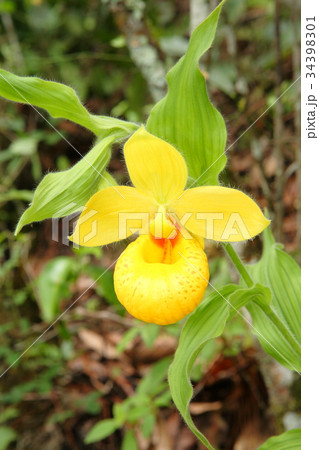 Rare orchid, cypripedium, irapeanum, 希少な蘭　シプリペジウム 34398301