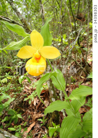 Rare orchid, cypripedium, irapeanum, 希少な蘭　シプリペジウム 34398303