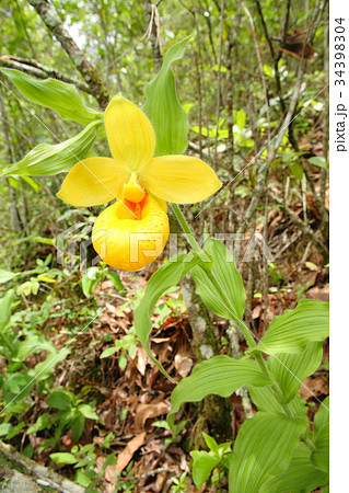 Rare orchid, cypripedium, irapeanum, 希少な蘭　シプリペジウム 34398304