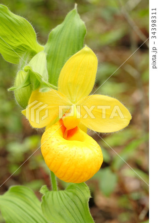 Rare orchid, cypripedium, irapeanum, 希少な蘭 シプリペジウム Rare orchid, cypripedium, irapeanum, 希少な蘭 シプリペジウム 34398311