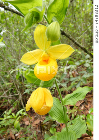 Rare orchid, cypripedium, irapeanum, 希少な蘭　シプリペジウム 34398312