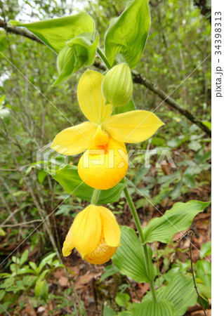 Rare orchid, cypripedium, irapeanum, 希少な蘭 シプリペジウム Rare orchid, cypripedium, irapeanum, 希少な蘭 シプリペジウム 34398313
