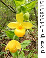 Rare orchid, cypripedium, irapeanum, 希少な蘭　シプリペジウム 34398315