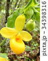 Rare orchid, cypripedium, irapeanum, 希少な蘭　シプリペジウム 34398316
