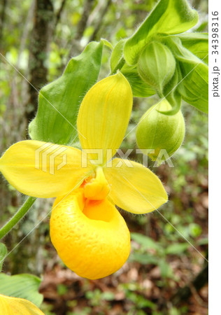 Rare orchid, cypripedium, irapeanum, 希少な蘭　シプリペジウム 34398316