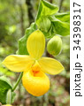 Rare orchid, cypripedium, irapeanum, 希少な蘭　シプリペジウム 34398317