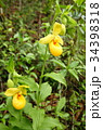 Rare orchid, cypripedium, irapeanum, 希少な蘭　シプリペジウム 34398318
