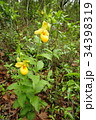 Rare orchid, cypripedium, irapeanum, 希少な蘭　シプリペジウム 34398319